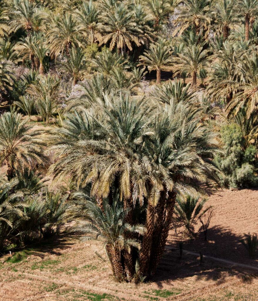 Skoura palm grove