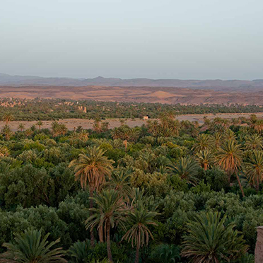 The Skoura palm grove The Skoura palm grove