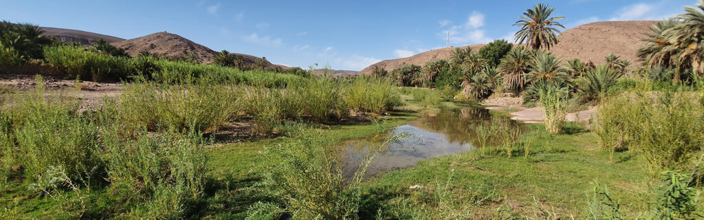 The Fint oasis near Ouarzazate