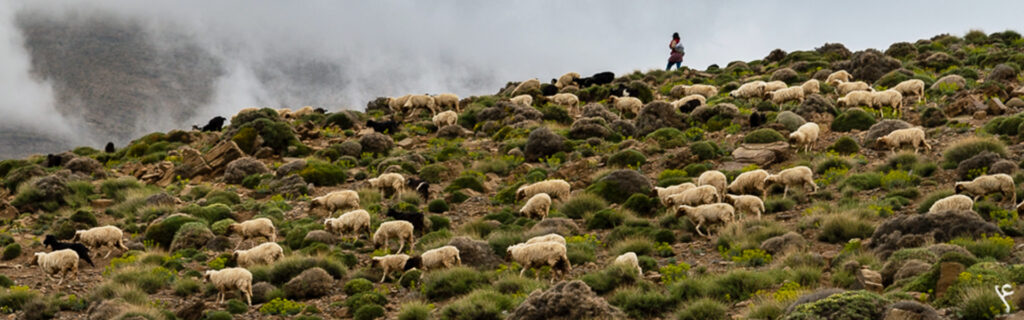 The shepherd with his sheep in Morocco