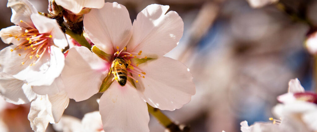 Bee on an almond blossom in Morocco