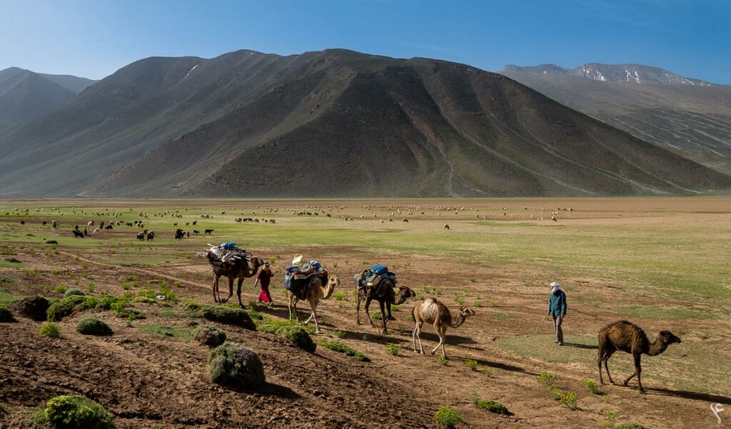 Camel caravan in south-east Morocco