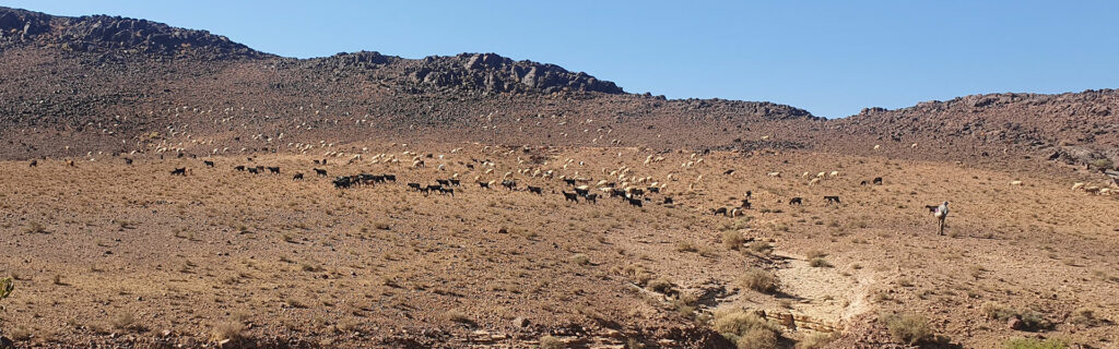 Shepherd and his flock on a mountain in Morocco