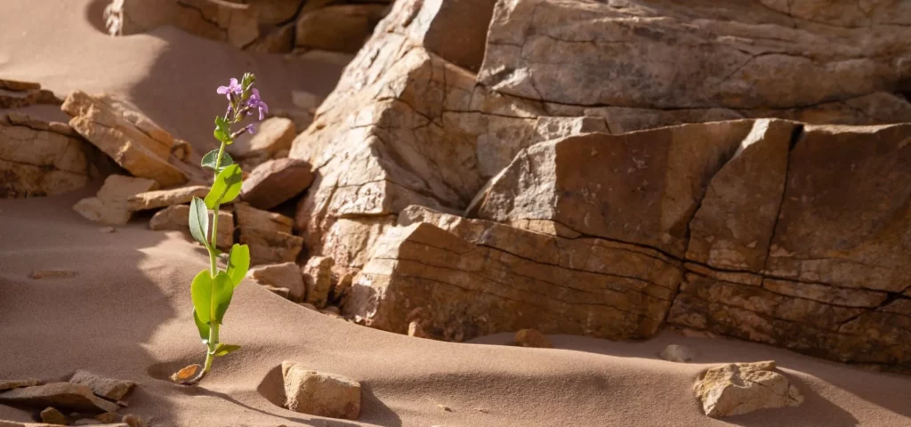 A flower in the rocky landscapes of southern Morocco - A. Azizi