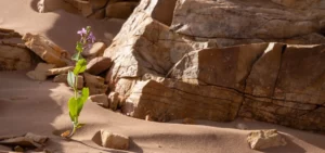 A flower in the rocky landscapes of southern Morocco - A. Azizi