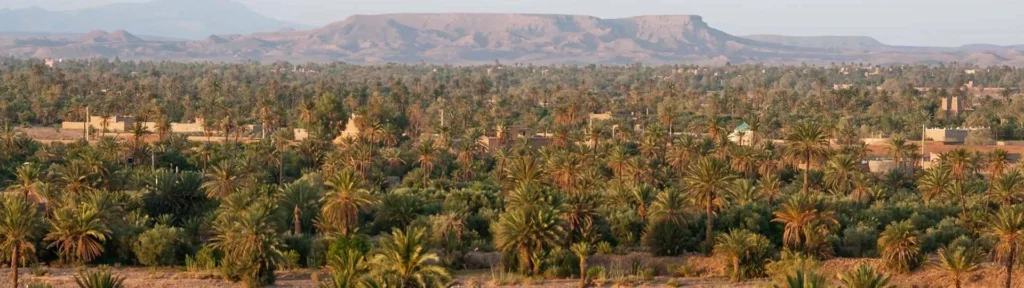 Skoura Palm Grove
