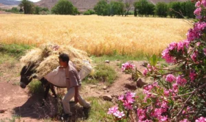 The wheat harvest in a field in south-eastern Morocco